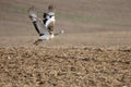 Great bustard, Otis tarda Royalty Free Stock Photo