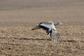 Great bustard, Otis tarda Royalty Free Stock Photo