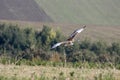 Great bustard, Otis tarda Royalty Free Stock Photo