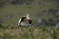 Great bustard, Otis tarda Royalty Free Stock Photo