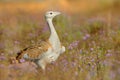 Great Bustard otis tarda sitting on the meadow with beautiful orange background in the morning Royalty Free Stock Photo