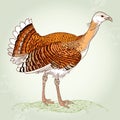 Great Bustard or Otis tarda on the textured background Royalty Free Stock Photo