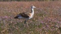 Great bustard Otis tarda. Wild male bird Great bustard standing on the flowering grassland in the nature habitat. Royalty Free Stock Photo