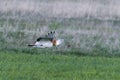 Great bustard in spring in flight Royalty Free Stock Photo