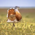 Great Bustard Walking in Grassland Royalty Free Stock Photo