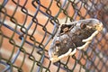 Great butterfly on a metal grid. The concept of slaver