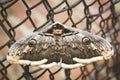 Great butterfly on a metal grid. The concept of slaver