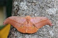 Great butterfly in Tambing Lake SIGI regency