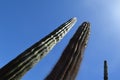 Great Cactus, latin: Pachycereus pringlei, Mexico Royalty Free Stock Photo