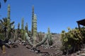 Great Cactus, latin: Pachycereus pringlei, Mexico Royalty Free Stock Photo