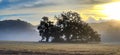The Great California Oak Tree