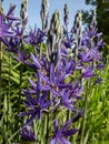 Great or large camas (Camassia leichtlinii) flowering with spikes of star-shaped blue flowers with yellow anthers