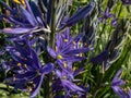 Great or large camas (Camassia leichtlinii) flowering with spikes of star-shaped blue flowers with yellow anthers