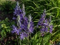 Great or large camas (Camassia leichtlinii) flowering with star-shaped blue flowers with yellow anthers through