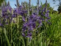 Great or large camas (Camassia leichtlinii) flowering with star-shaped blue flowers with yellow anthers through