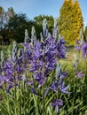 Great or large camas (Camassia leichtlinii) flowering with star-shaped blue flowers with yellow anthers through