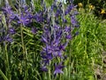 Great or large camas (Camassia leichtlinii) flowering with spikes of star-shaped blue flowers with yellow anthers Royalty Free Stock Photo