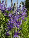 Great camas or large camas (Camassia leichtlinii) flowering with spikes of star-shaped blue flowers Royalty Free Stock Photo