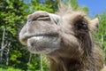 Great camel headshot Royalty Free Stock Photo