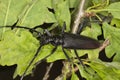Great capricorn beetle (Cerambyx cerdo) Royalty Free Stock Photo
