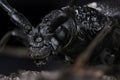 Great capricorn beetle (Cerambyx cerdo)