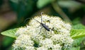 Great capricorn beetle Cerambyx cerdo is Oak pest. Close-up lLong-horned beetle family Cerambycidae sits and eats pollen white Royalty Free Stock Photo