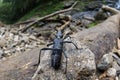 Great capricorn beetle - Cerambyx cerdo