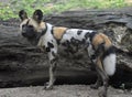 African hunting dog with a beautiful spotted coat