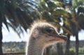 Great Capture of a Large Ostrich in Aruba