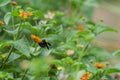 Great carpenter Bee on Lantana Camara flower Royalty Free Stock Photo