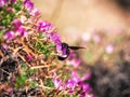 Great carpenter bumblebee Xylocopa collecting pollen and necta Royalty Free Stock Photo