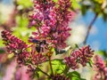 Great carpenter bumblebee Xylocopa collecting pollen and nectar from beautiful lilac flowers Royalty Free Stock Photo