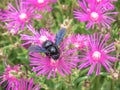 Great carpenter bumblebee Xylocopa collecting pollen and nectar Royalty Free Stock Photo