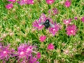 Great carpenter bumblebee Xylocopa collecting pollen and nectar from beautiful purple flowers Royalty Free Stock Photo