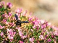 Great carpenter bumblebee Xylocopa collecting pollen and nectar from beautiful purple flowers Onobrychis cornuta Royalty Free Stock Photo