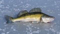 Great catch - Big pikeperch on the ice Royalty Free Stock Photo