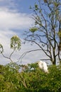 Great Cattle Egret Royalty Free Stock Photo