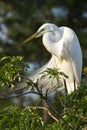 Great Cattle Egret Royalty Free Stock Photo