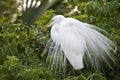 Great Cattle Egret Royalty Free Stock Photo