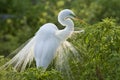 Great Cattle Egret Royalty Free Stock Photo