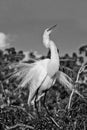 Great Cattle Egret in B&W Royalty Free Stock Photo