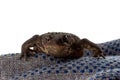 great caucasian earthen toad on gray glove isolated on a white background with a copy space. Royalty Free Stock Photo