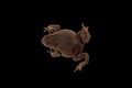great caucasian earthen toad isolated on black background close up top view.