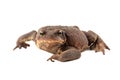 great caucasian earthen toad isolated on white background Royalty Free Stock Photo