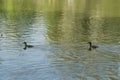 Great chested grebe family in pond in summer