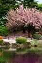 Great clear Cherry Blossom tree Royalty Free Stock Photo