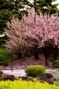 Great clear Cherry Blossom tree Royalty Free Stock Photo