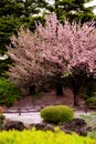 Great clear Cherry Blossom tree