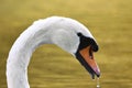 Swan headshot