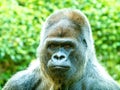 Great close up from a gorilla face